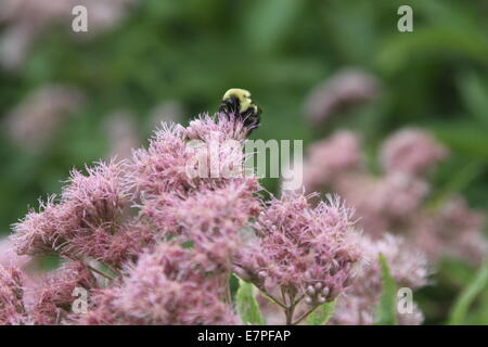 Große Biene oben auf einer farbigen Blume Lavendel Stockfoto