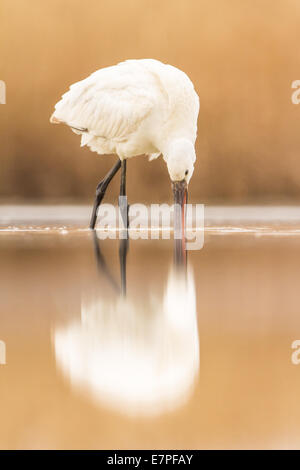 Eurasische Löffler (Platalea Leucorodia) in einem flachen Sumpf waten Stockfoto