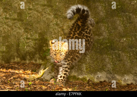 Extrem seltene Amur Leopard Cub (Panthera Pardus Orientalis) zu Fuß über die Felsen Stockfoto