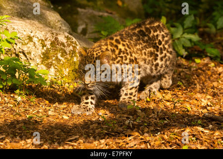 Extrem seltene Amur Leopard Cub (Panthera Pardus Orientalis) zu Fuß Stockfoto