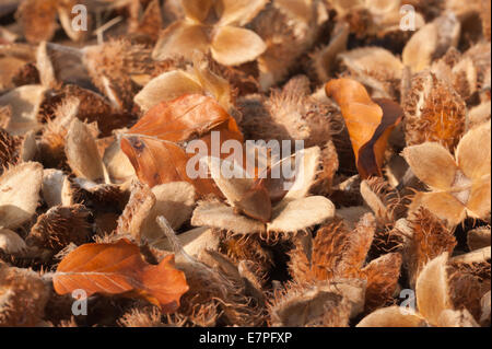 Massen viele getrocknete Reife gefallenen Buche Baum Samen Hülsen Kerne auf Wald Boden erste Anzeichen des Herbstes im Herbst Stockfoto