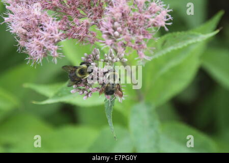 Bumble Bees (2) auf einer farbigen Blüte Lavendel Stockfoto