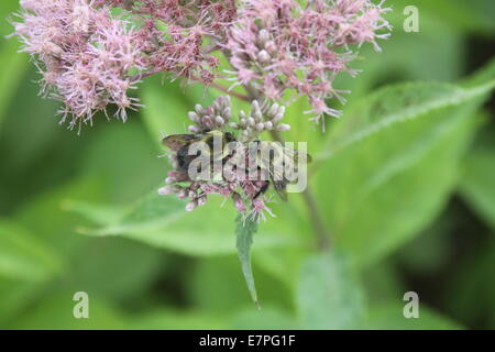 Bumble Bees (2) auf einer farbigen Blüte Lavendel Stockfoto