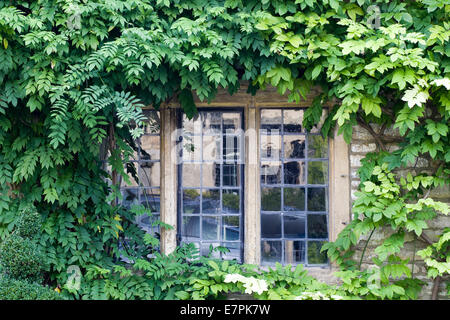 Fenster mit Laub bedeckt Stockfoto