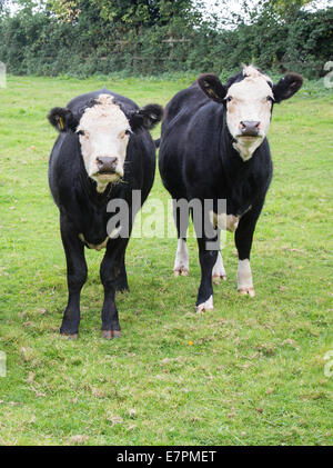 Zwei weiße konfrontiert Rinder nachschlagen aus ihren Weiden in einem Feld von Somerset Stockfoto