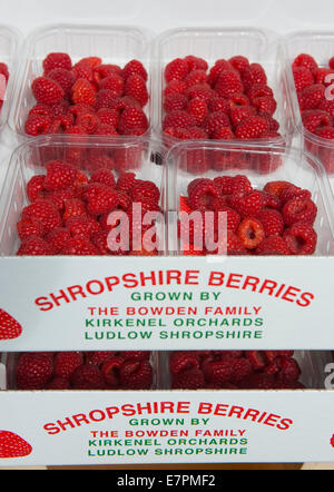 Shropshire Himbeeren auf dem Ludlow gewachsen durch die Bowden Familie, Kirkenel Obstgärten, Ludlow, Shropshire, England Stockfoto