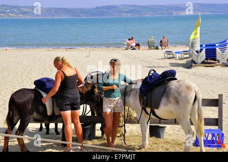 Esel am Strand von Weymouth Bucht, Dorset Stockfoto