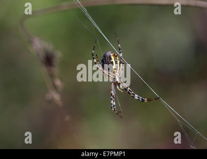 Wasp Spider (Argiope Bruennichi) Stockfoto