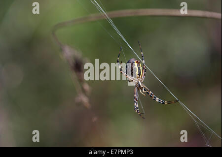 Wasp Spider (Argiope Bruennichi) Stockfoto