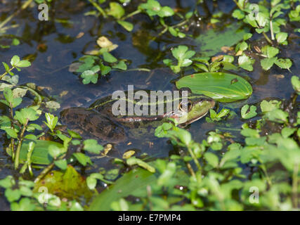 Seefrosch (außer Ridibundus) Stockfoto