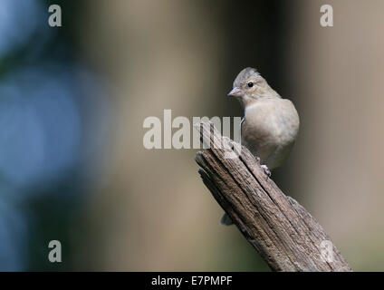 Weibliche gemeinsame Buchfinken (Fringilla Coelebs) Stockfoto