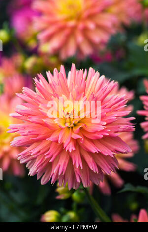 Dahlie 'Sunset'. Semi-Kaktus-Art Dahlia. Stockfoto