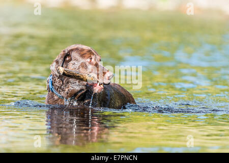 Labrador Retriever Abrufen von einem Stick aus Flusses Wharfe in Bolton Abbey an einem sonnigen Tag. Stockfoto