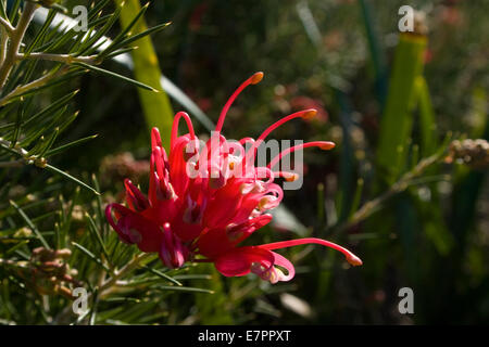 Australische Blume, Grevillea in einem Garten Stockfoto