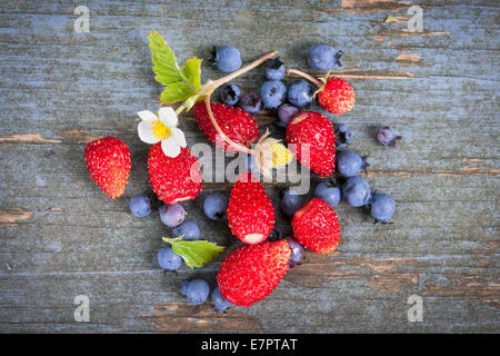 Kleine wilde Erdbeeren und Heidelbeeren auf alten blauen hölzernen Hintergrund Stockfoto
