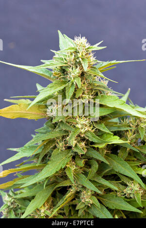 "Harlekin" blühenden Cannabispflanze. Stockfoto