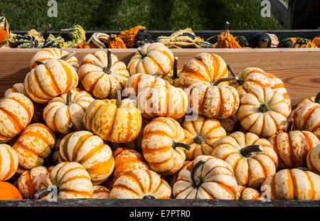 Bunte Kiste Mini Kürbis Hooligans Sommer Squash zu verkaufen, New Jersey Farm, USA, Jack be Little, Sweet Knödel, Gemüseanbau, Knabberschnäse Stockfoto