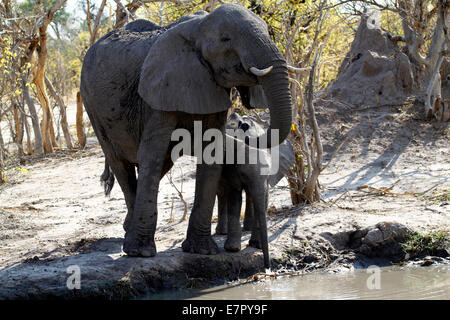 Afrikanische Elefanten, die größten lebenden Säugetier in der Welt landen. Ohren flattern Mama & Baby aus einem Wasserloch zu trinken, Stockfoto