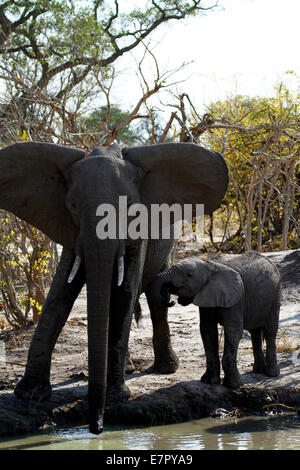 Afrikanische Elefanten, die größten lebenden Säugetier in der Welt landen. Ohren flattern Mama & Baby trinken aus einem Wasserloch, Porträt Stockfoto