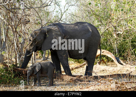 Afrikanische Elefanten, die größten lebenden Säugetier in der Welt landen. Mutter oder Mutter mit ihren winzigen Neugeborenen Baby-Elefant Stockfoto
