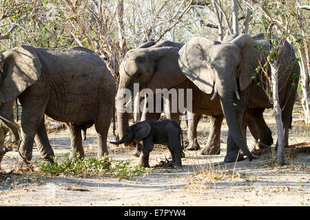 Afrikanische Elefanten, die größten lebenden Säugetier in der Welt landen. Große weibliche Zucht Herde ein winziges Baby-Kalb Stockfoto