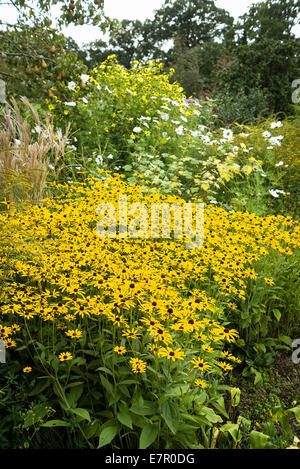 Grenze zu Rudbeckia Pflanzen blühen im Oktober in Großbritannien Stockfoto