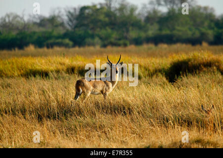 Hervorragendes Beispiel für einen südlichen Reed Bock stand im Schilf der Okavango Delta, Botswana, weibliche Grundsteinlegung versteckt auf der rechten Seite Stockfoto