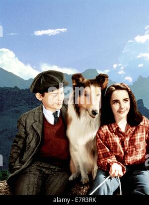 Lassie Come Home Baujahr: 1943 USA Regie: Fred M. Wilcox Roddy McDowall, Elizabeth Taylor Stockfoto
