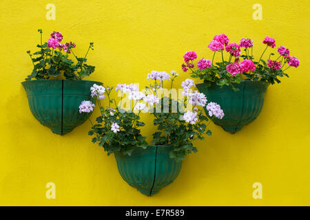 Eingemachte Blume auf die gelbe Wand Stockfoto