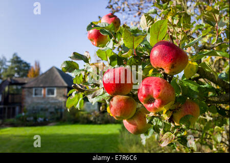 Die Reifen Äpfel an einem Baum in einem heimischen Obstgarten in UK Stockfoto