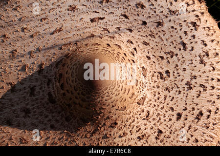 Tod-Kappe (Amanita Phalloides) am Engenhahn, Hessen, Deutschland Stockfoto