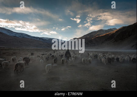 Changpa Nomaden weidenden Herde an Puga, Changthang in Ladakh Indien, Pashmina Stockfoto