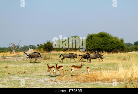 Gnus Spurrinnenbildung quer über die Prärie beobachtete durch eine Herde von Lechwe, wie sie mit ihren Schwänzen in die Luft entfernt Galopp Stockfoto