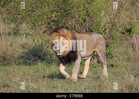 Erwachsenen männlichen Löwen zu Fuß über die Masai Mara Stockfoto