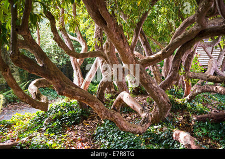 Ein Gewirr von Rhododendron Stämme wachsen in einem Devon Garten Stockfoto