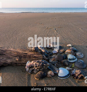 Muscheln und Stücke aus Holz, mit dem Strand im Hintergrund Stockfoto