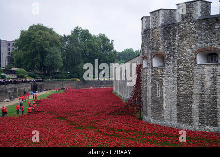 September 2014: Mohn bluten aus einer Bastion-Fenster in den Graben an der Tower of London, mit freiwilligen hinzufügen neue Mohn. Stockfoto