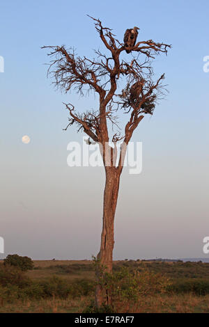 Zwei afrikanische weiße gesicherten Geier in einem Baum bei Sonnenaufgang mit einem Vollmond in der Masai Mara Stockfoto