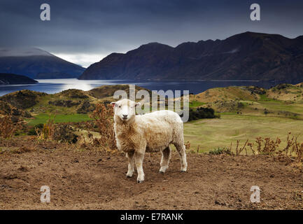 Lake Wanaka, Blick vom Mount Roys, Neuseeland Stockfoto