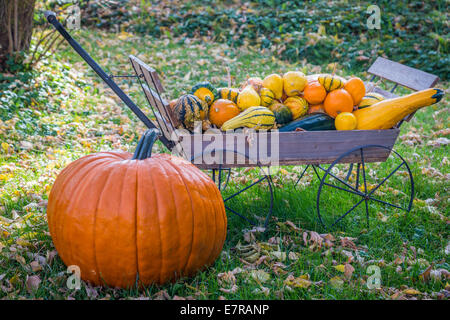 Einen großen Kürbis und einem Handwagen voller Herbst Kürbisse auf einer grünen Wiese. Stockfoto