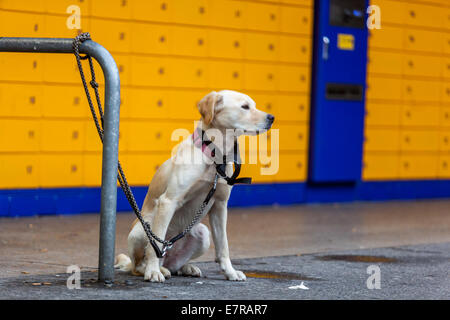 Ein gefesselter Hund wartet vor dem Laden auf seinen Besitzer Stockfoto