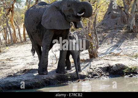 Afrikanische Elefanten, die größten lebenden Säugetier in der Welt landen. Mama mit einem kleinen Baby mit Stämmen aus dem Wasserloch zu trinken Stockfoto