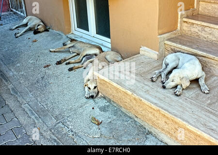 Hunde sind auf der Straße schlafen. Stockfoto
