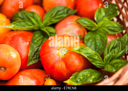 Hofeigene Tomaten und grüne Basilikumblätter Stockfoto