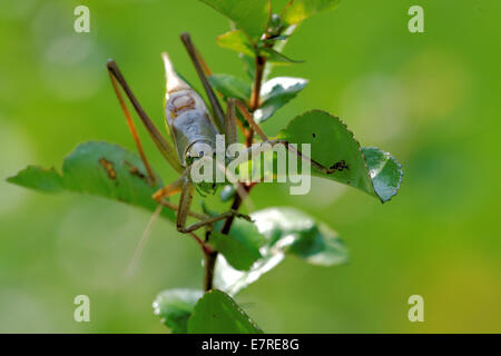 Tettigonia Cantans ist eine Art aus der Familie Tettigoniidae Unterfamilie Tettigoniinae Katydids. Stockfoto