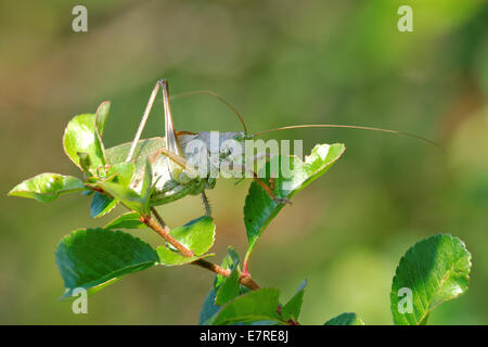 Tettigonia Cantans ist eine Art aus der Familie Tettigoniidae Unterfamilie Tettigoniinae Katydids. Stockfoto