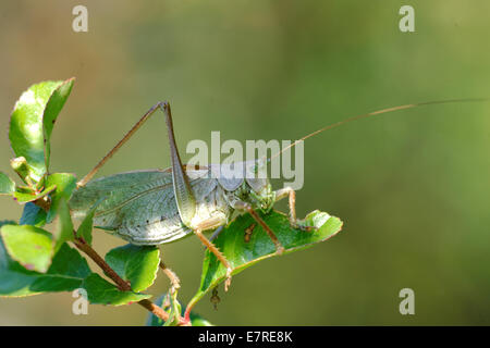 Tettigonia Cantans ist eine Art aus der Familie Tettigoniidae Unterfamilie Tettigoniinae Katydids. Stockfoto