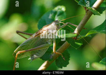 Tettigonia Cantans ist eine Art aus der Familie Tettigoniidae Unterfamilie Tettigoniinae Katydids. Stockfoto