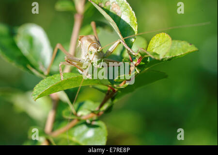 Tettigonia Cantans ist eine Art aus der Familie Tettigoniidae Unterfamilie Tettigoniinae Katydids. Stockfoto