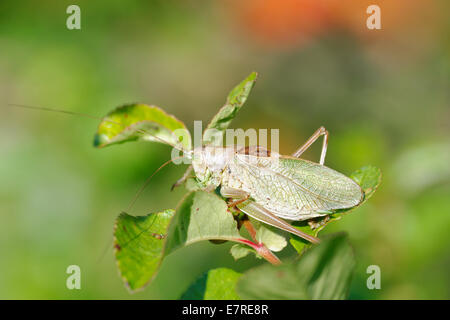 Tettigonia Cantans ist eine Art aus der Familie Tettigoniidae Unterfamilie Tettigoniinae Katydids. Stockfoto